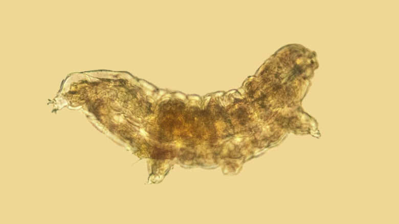 A magnified tardigrade shown against a yellow background