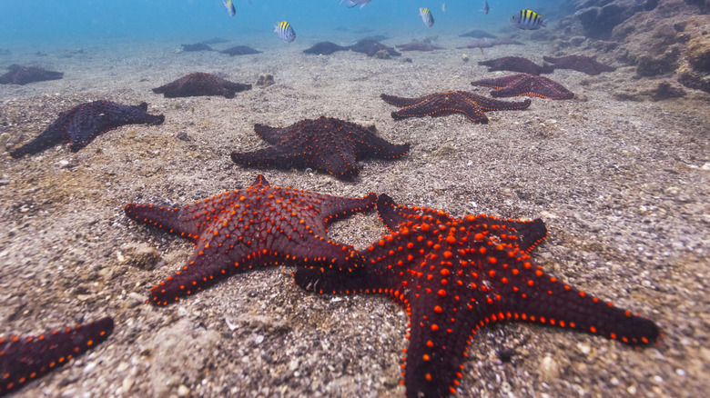 starfish on seabed