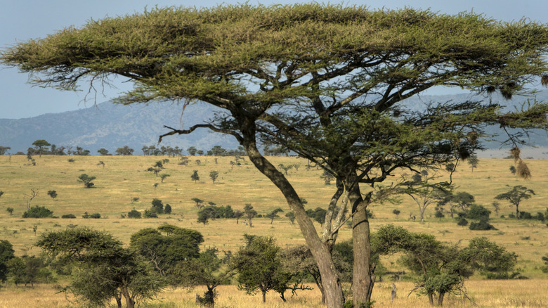 Close up of tree in grasslands with mountains in background