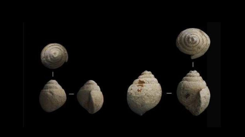 seashells collected by Neanderthals