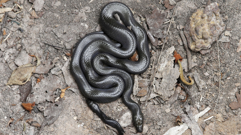 Black African house snake (Lamprophis fuliginosus) on rocky ground