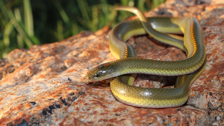 Green African aurora house snake (Lamprophis aurora) crawling on rock on a large, reddish rock