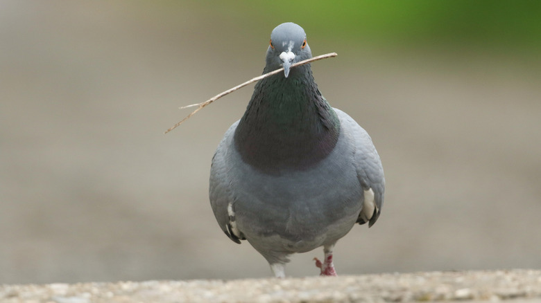 pigeon walking with stick in its beak