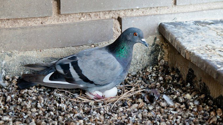 pigeon roosting on two eggs on the ground