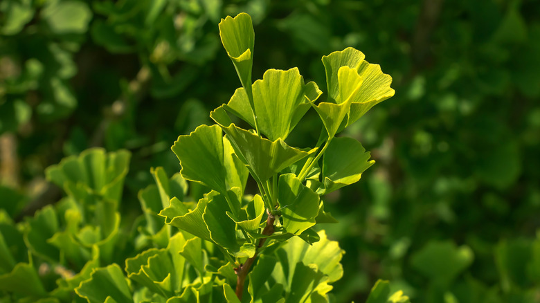 A close up photograph of a Ginkgo tree branch with green, fan-shaped leaves