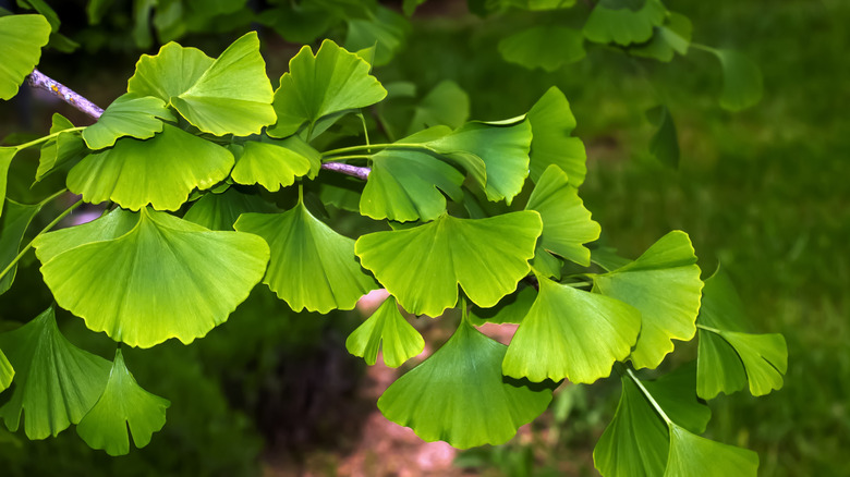 A ginkgo biloba tree branch featuring fan-shaped leaves