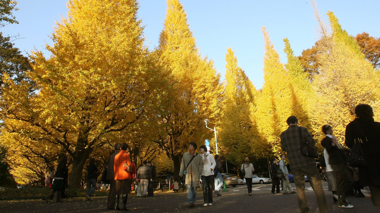 People walking in a park under yellow leafed trees