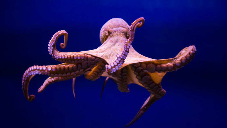 Front view of octopus with limbs spread out