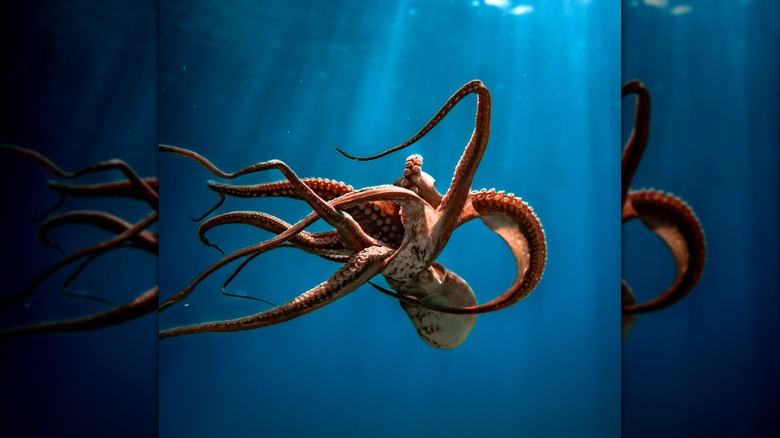 Octopus swimming horizontally in Hawaiian waters