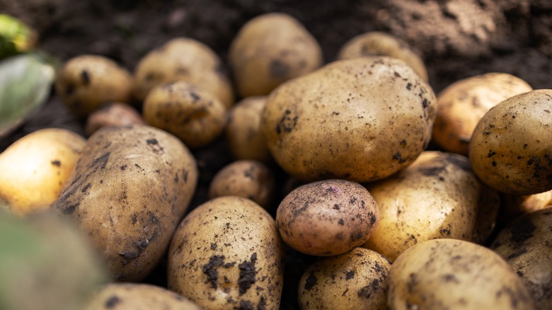 A close up photo of a dozen or so dirt-dusted light brown potatoes