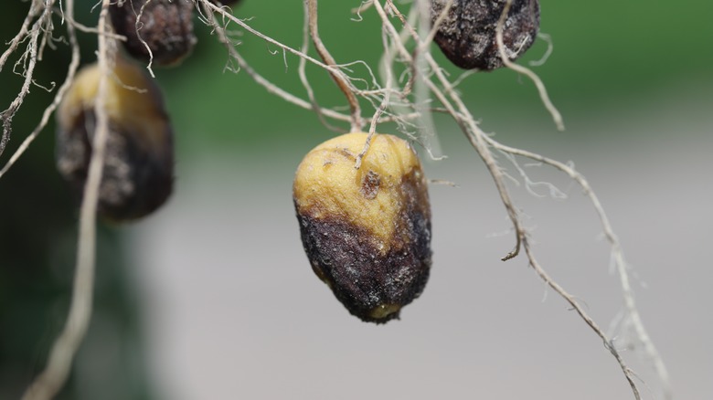 A yellow-ish potato whose bottom half is rotted out in black and grey colors surrounded by root systems