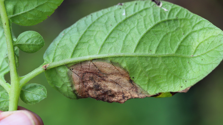 A close up image of a green potato leaf with spot of brown rot indicating blight