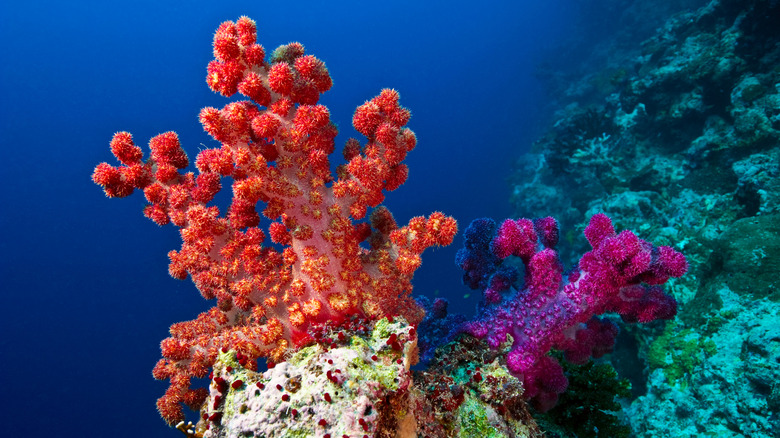 Bright pink coral in the middle of a reef