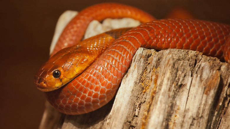 Red spitting cobra coiled on a tree trunk