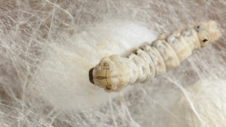 Silkworm spinning silk into a cocoon