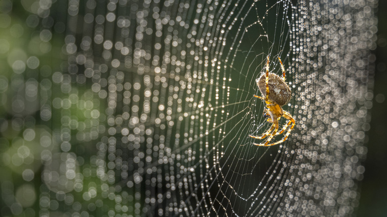 Garden spider on its web