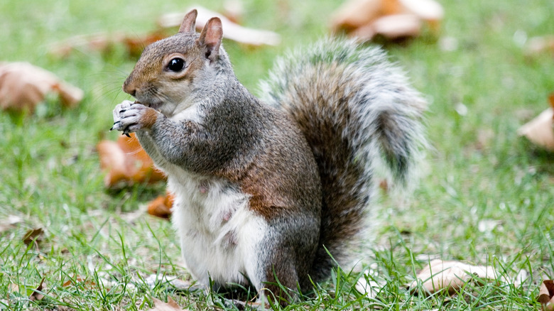 Brown and gray squirrel holding food to mouth