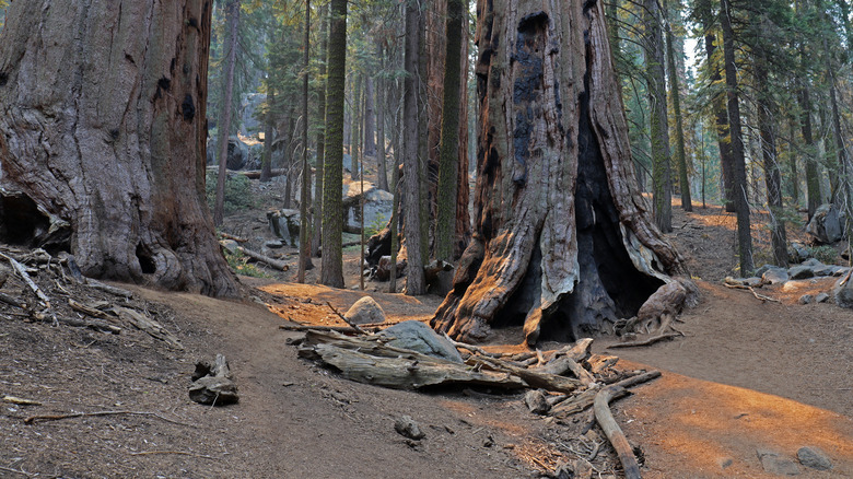 Giant sequoias after forest fire