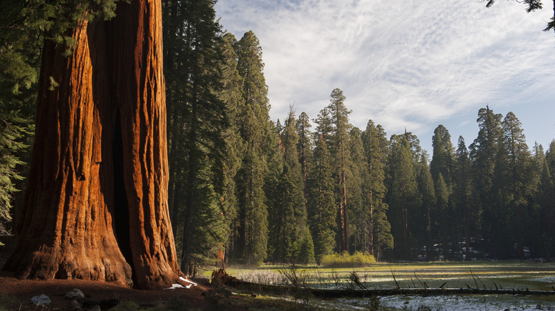 redwood forest