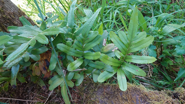 leather-leaf fern growing on tree