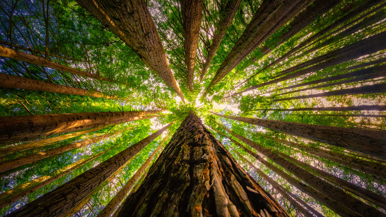 looking up at grove of redwood trees