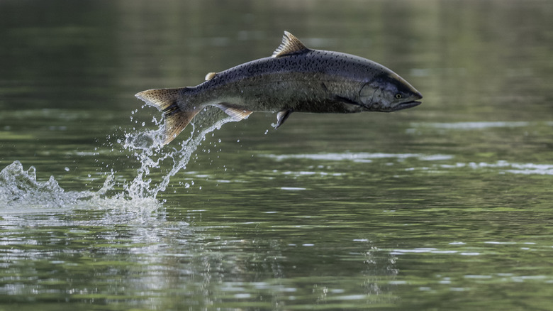 Chinook salmon leaping from river