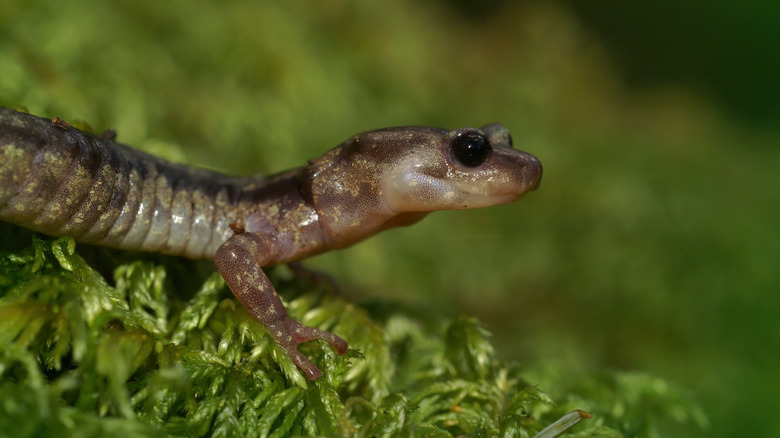 wandering salamander close up