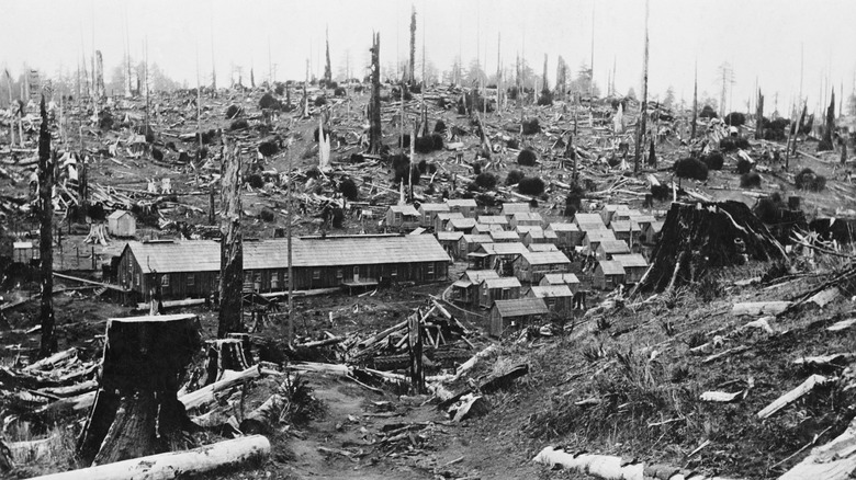 redwood logging camp 1915