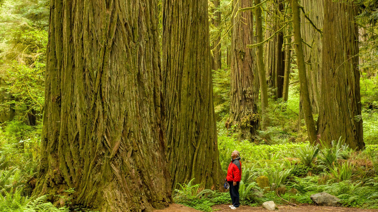 man looking at tree in Redwood National Park