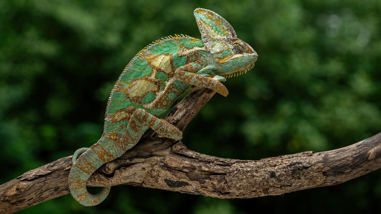 Green and yellow chameleon sitting on a branch