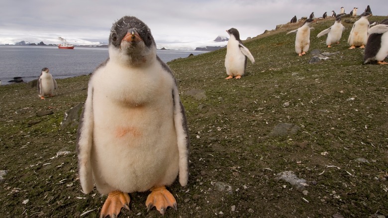 ﻿This Gentoo penguin stands among a field of guano in the South Shetland islands amid rising summer temperatures.