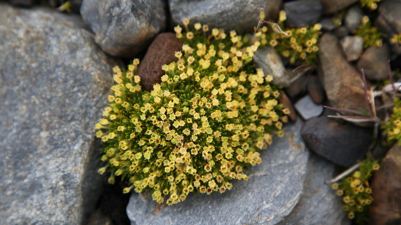 The Antarctic Pearlwort displays its flowers on the island of South Georgia.