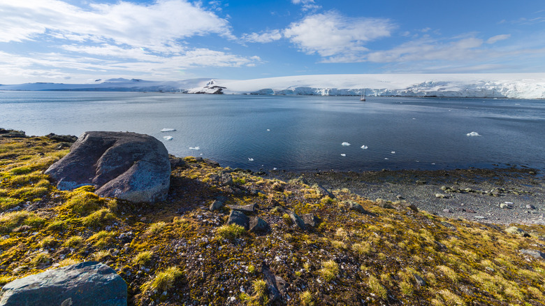 Antarctic Hair Grass grows in abundance in the Half Moon Bay of Antarctica's South Shetland Islands.