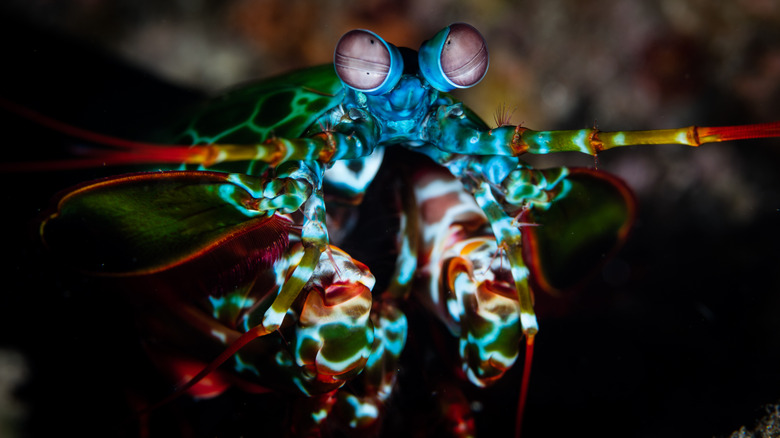 Mantis shrimp lurking in the shadows