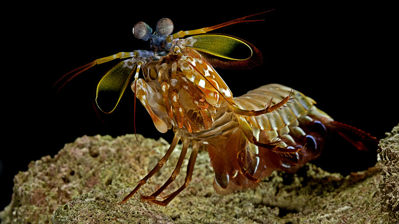 smasher mantis shrimp with claws tucked