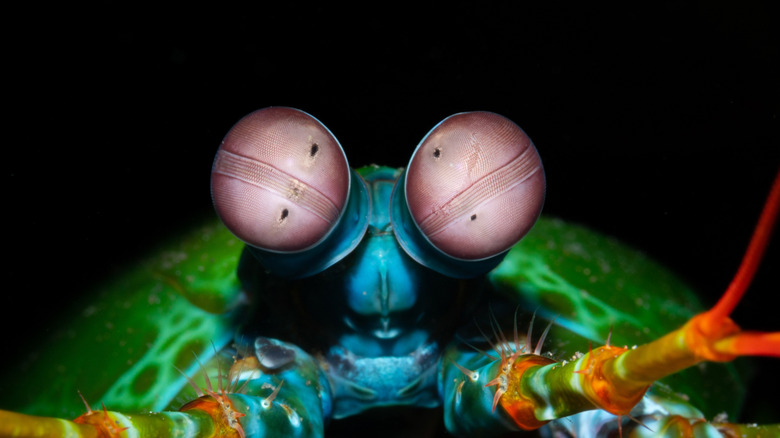 Mantis shrimp eyes in the darkness