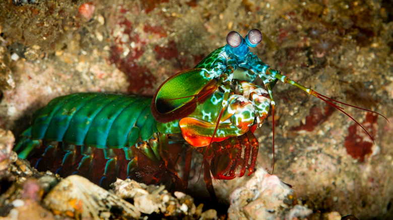 Brightly colored peacock mantis shrimp perched in rocks