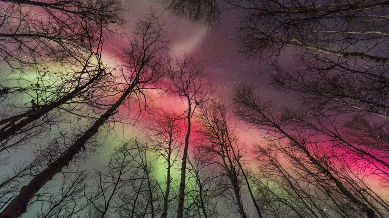 northern lights behind trees