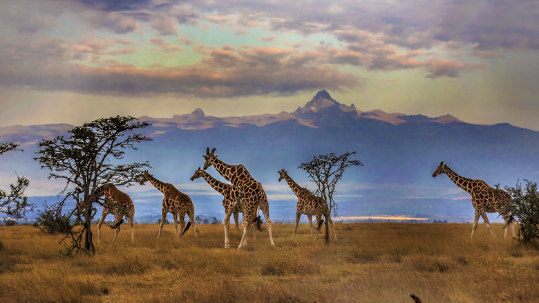 A herd of giraffes walking on a savannah