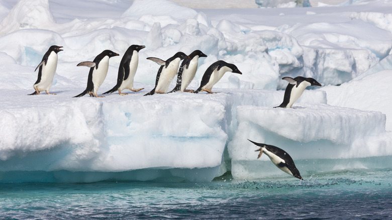 Penguins are jumping in the sea from ice