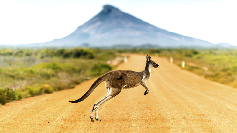 A kangaroo is crossing a dirt road