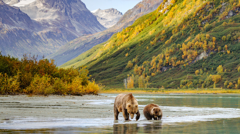 Grizzly bears standing in a shallow river