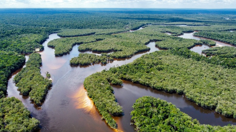 Rivers are intersecting in rainforest areas