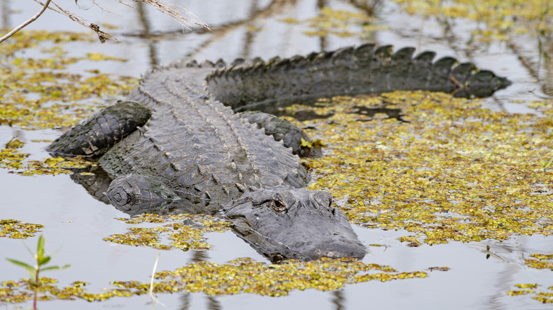 alligator in a swamp