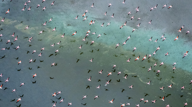 A flock of flamingoes migrate over a large body of water