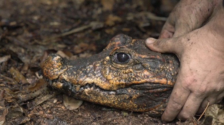 Human hands hold the head of an African dwarf crocodile  in Cave Crocs of Gabon