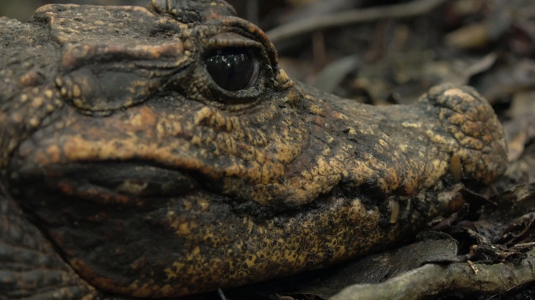 An African dwarf crocodile head is seen laying in mud and leaves