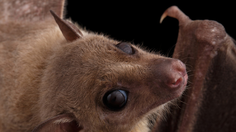 Close-up of Egyptian fruit bat