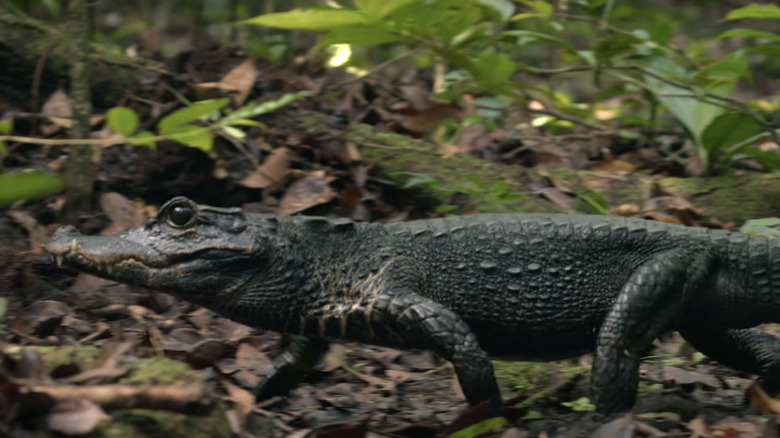 An African dwarf crocodile is seen walking through the forest