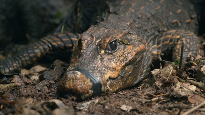 African dwarf crocodile on leaves with mouth taped up